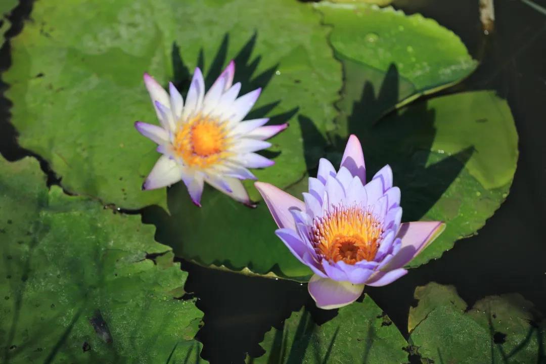 微信圖片_20200326094159