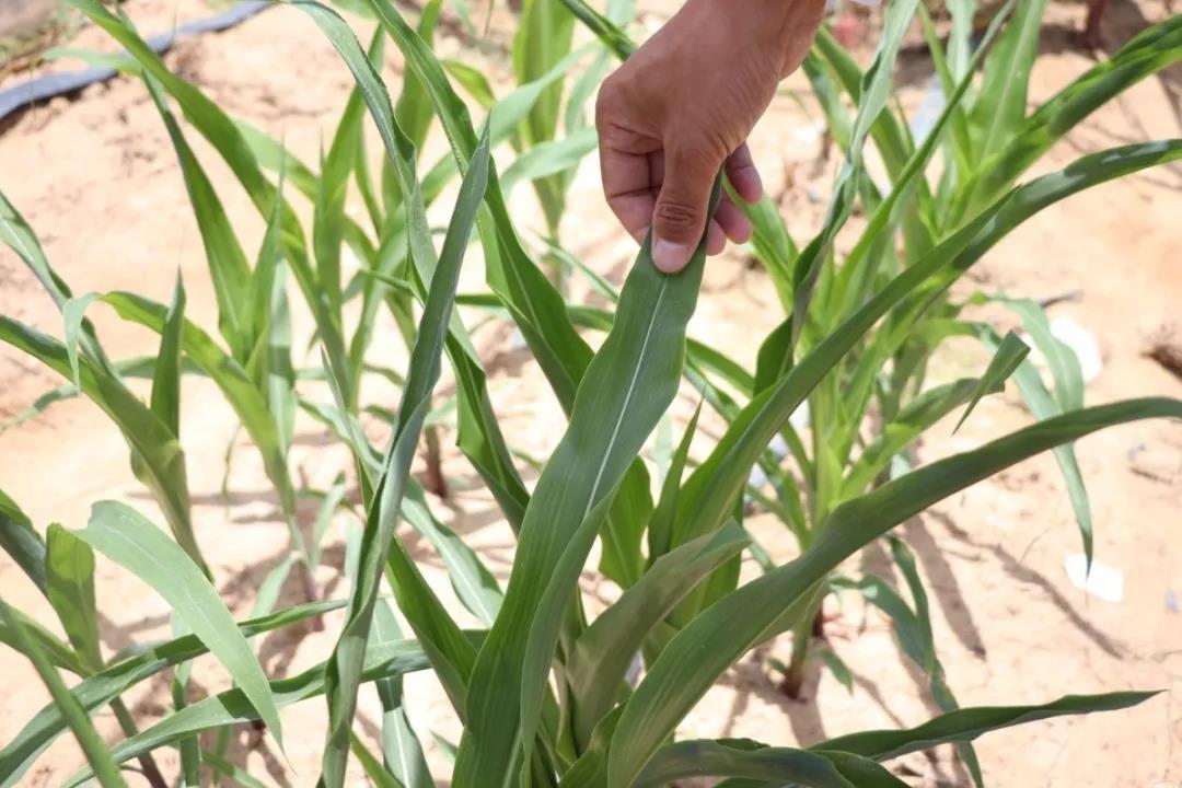 微信圖片_20200506144704