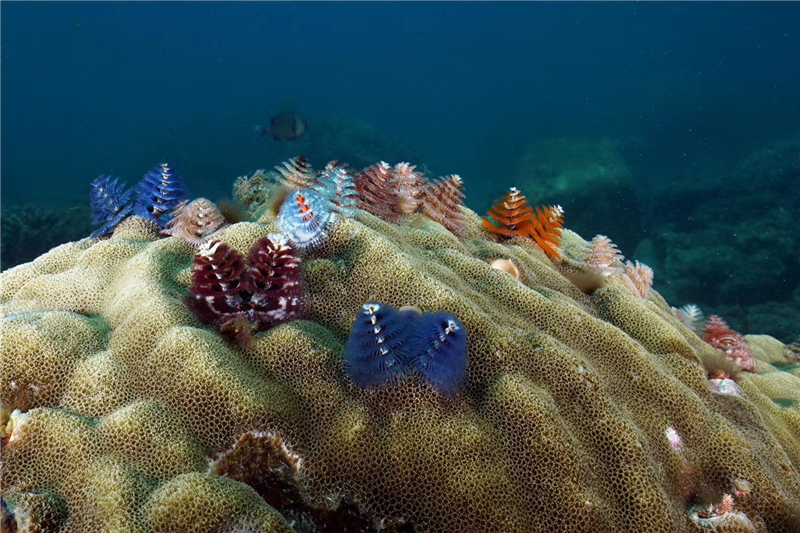 蜈支洲島海底圣誕樹（3）