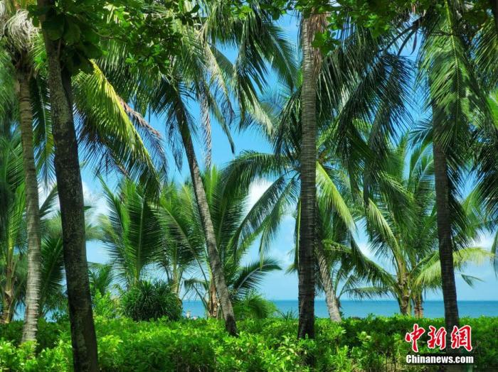 資料圖：天涯區三亞灣一帶風光旖旎。 王曉斌 攝